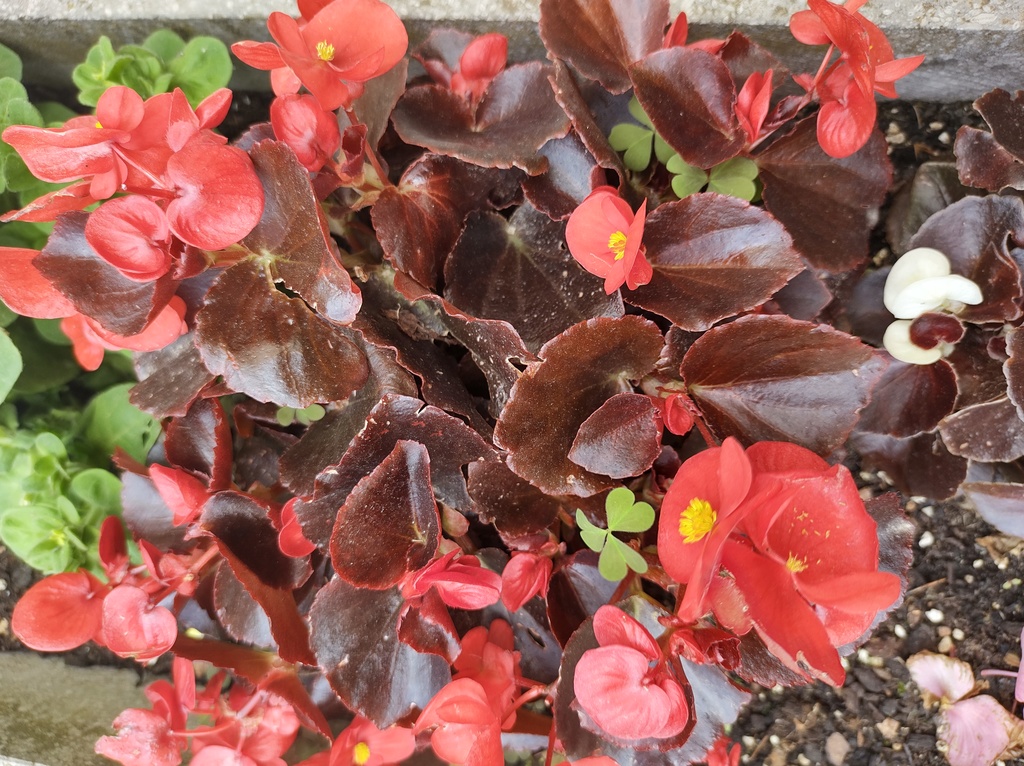 No s'ha trobat l'arxiu